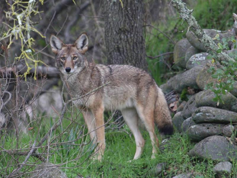 Coyote Outdoor Alabama